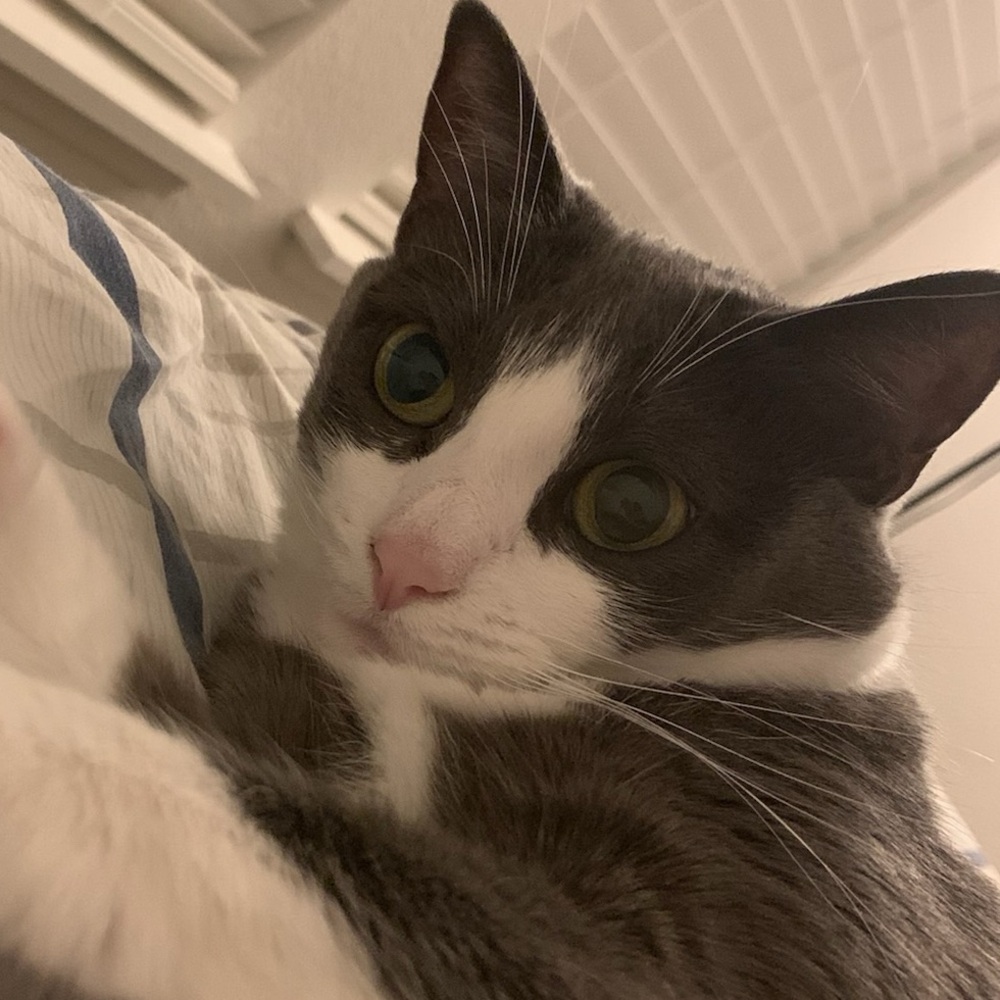 Meet your Posher, Yuan